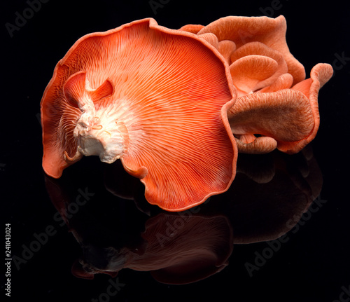 cogumelo pleurotos laranja (ID: 241043024)