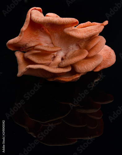 cogumelo pleurotos laranja (ID: 241043042)