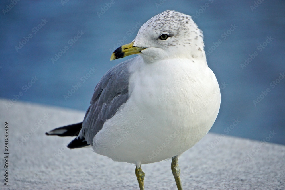 Roosevelt Island, New York, USA: Ring-billed gull (Larus delawarensis) a low granite wall on an island in the East River, New York City. Roosevelt Island, New York, USA: Ring-billed gull (Larus delawarensis) a low granite wall on an island in the East River, New York City.