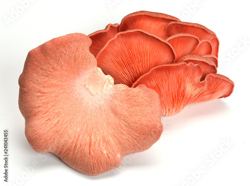 cogumelo pleurotos laranja (ID: 241043455)