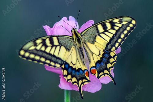 Beautiful butterfly & flower in the garden.