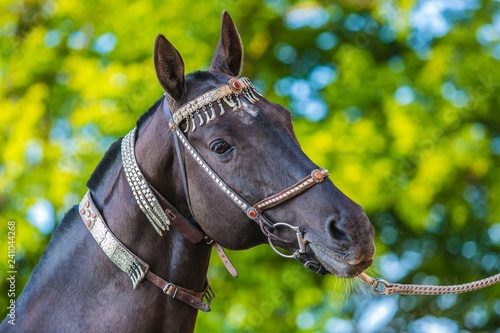 Beautiful dark brown akhal teke horse with silver and red show halter on, close up portrait, detail of head, blurry green and blue background, sunny spring day at a stable, outdoors