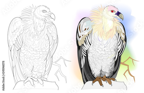 Colorful and black and white page for coloring book. Hand-drawn illustration of funny vulture sitting on a rock. Worksheet for children and adults. Vector cartoon image.