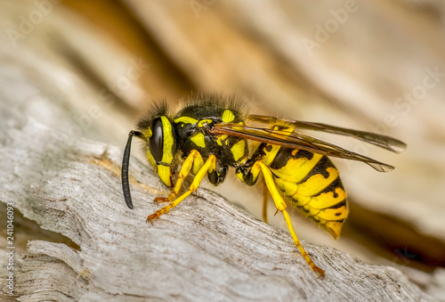Bee macro in green nature - Stock Image