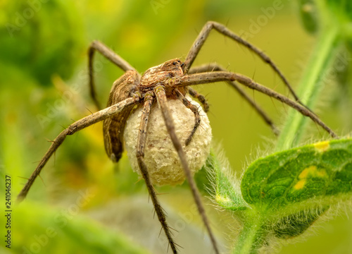 Close up spider - Stock Image 