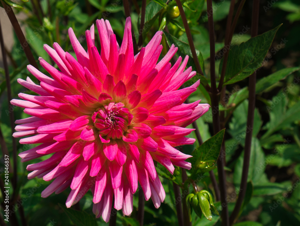 Obraz premium Pflanze