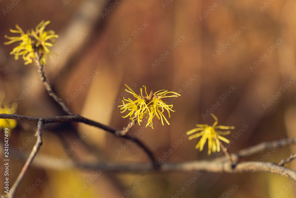 Yellow witch hazel flowers blooming in the winter Yellow witch hazel flowers blooming in the winter