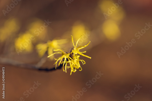 Yellow witch hazel flowers blooming in the winter