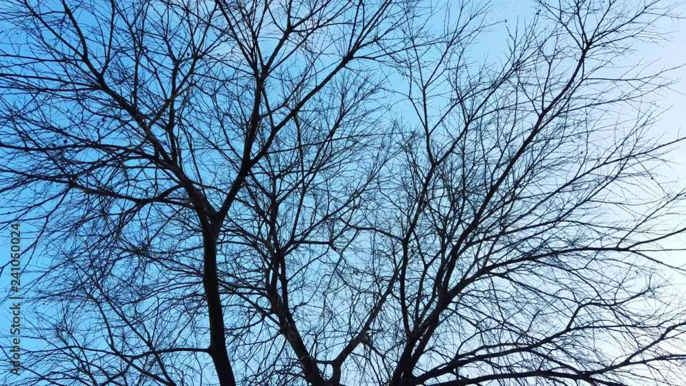 Tree branches. 4k Video Tree branches. 4k Video