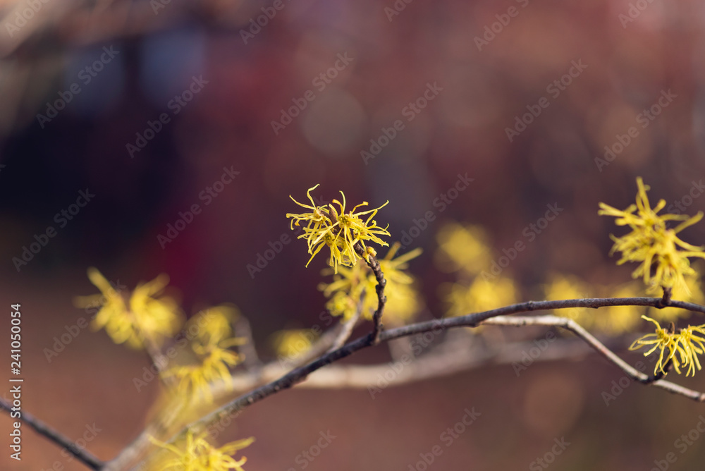 Yellow witch hazel flowers blooming in the winter Yellow witch hazel flowers blooming in the winter