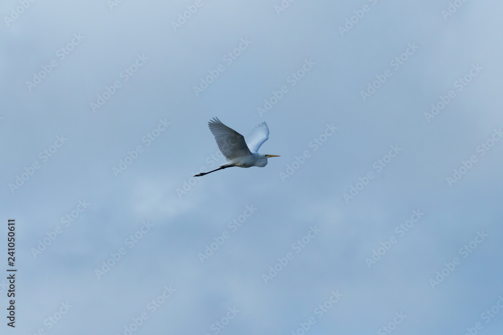 Obraz premium Silberreiher