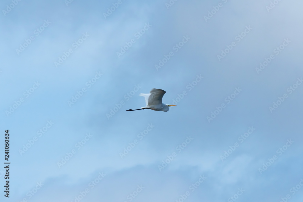 Obraz premium Silberreiher