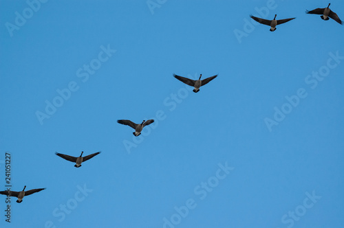 A flock of Canada Geese in flight