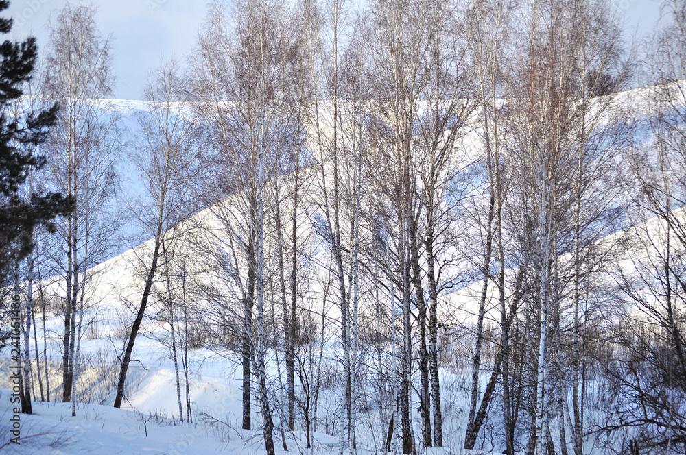 Birch grove in winter. Trees in ravine. Forest thicket of trees and shrubs. Suny evening in Ukraine Kiev region. Birch grove in winter. Trees in ravine. Forest thicket of trees and shrubs. Suny evening in Ukraine Kiev region.