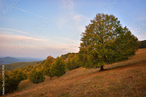 Beautiful and old Oak on field © Razvan