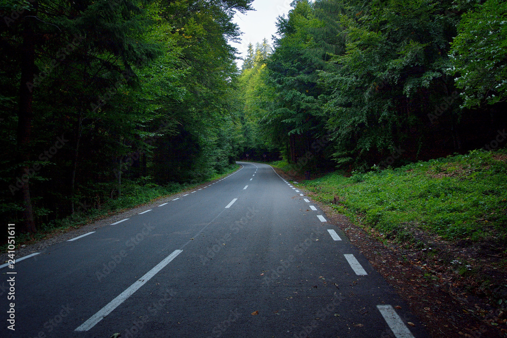 Forest road on a cloudy day Forest road on a cloudy day