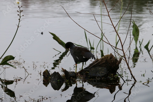 reflex bird 16