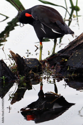 reflex bird 13