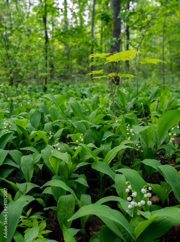 Spring, blooming lilies of the valley in the forest