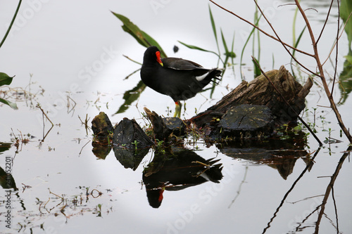reflex bird 8