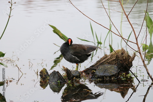 reflex bird 7