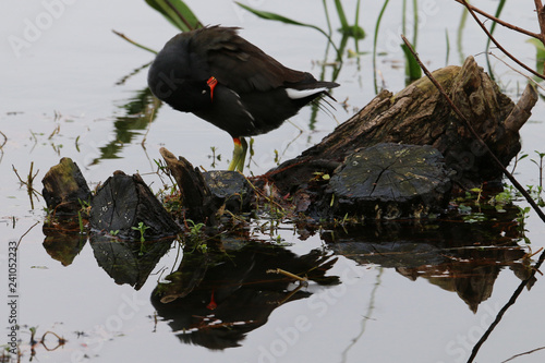 reflex bird 6