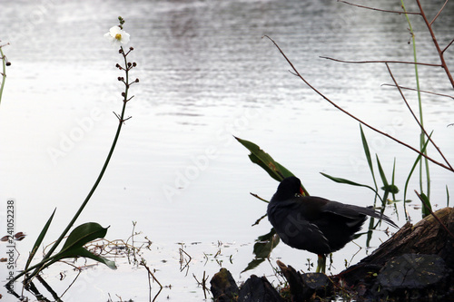 reflex bird 5
