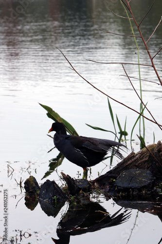 reflex bird 4