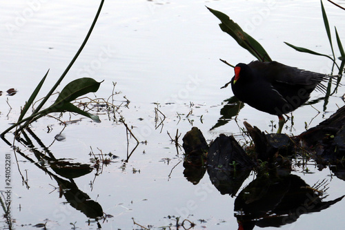reflex bird 3