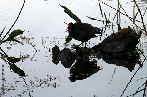 reflex bird 2