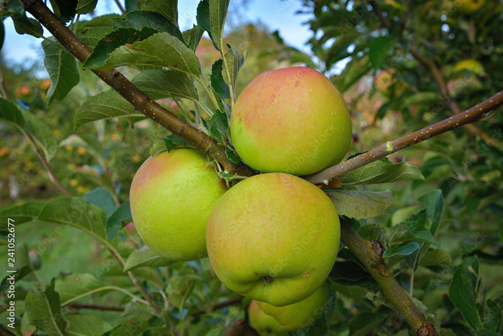 Colorful outdoor shot containing a bunch of apples on a branch ready to be harvested