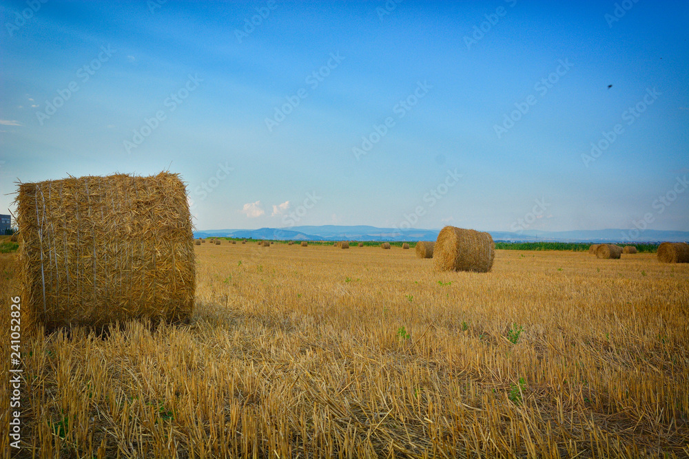 Pile of haystacks on the harvested paddy field with cloudy sky background