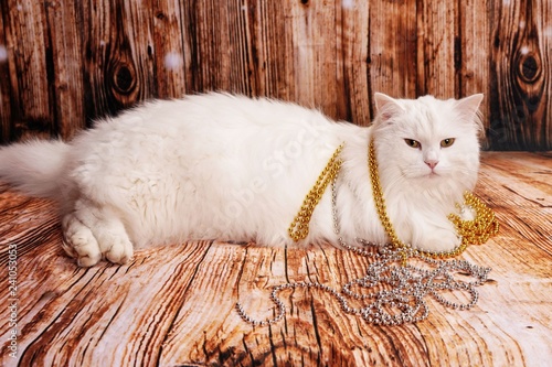 Weiße schöne Katze mit langem Fell und silberne und goldene Kette dekorativ geschmückt