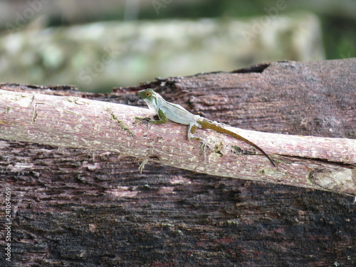 Wunderschöner und süßer kleiner, grüner Gecko, der auf einem Ast sitzt und sich gerade häutet. Aus dem Dschungel der Dominicanischen Republik . Häutender Gecko