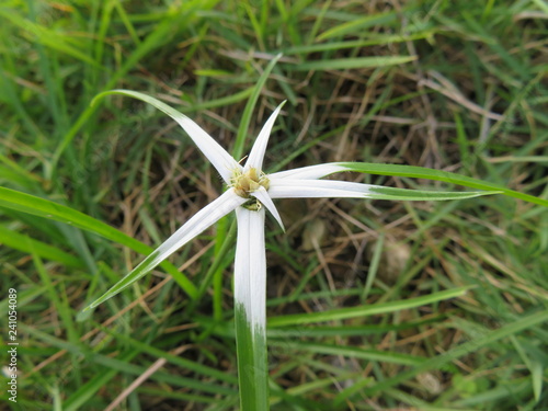 Wunderschöne grün weiße Bume, die ein wenig aussieht wie Gras. Sie hat in der Mitte eine weiße Blüte und wächst im Dschungel der Dominikanischen Republik photo