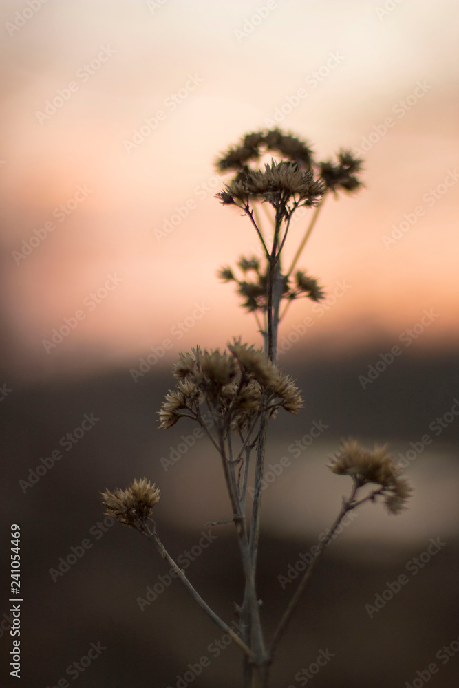 Flower with beautiful pastel background in nature at sunset