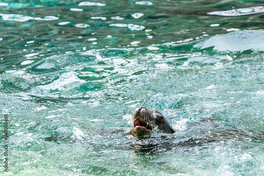 Fototapeta premium Otarie de Californie 