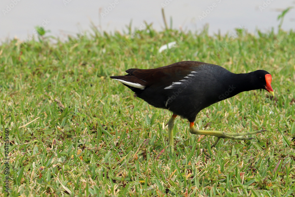 Obraz premium swamp bird 3