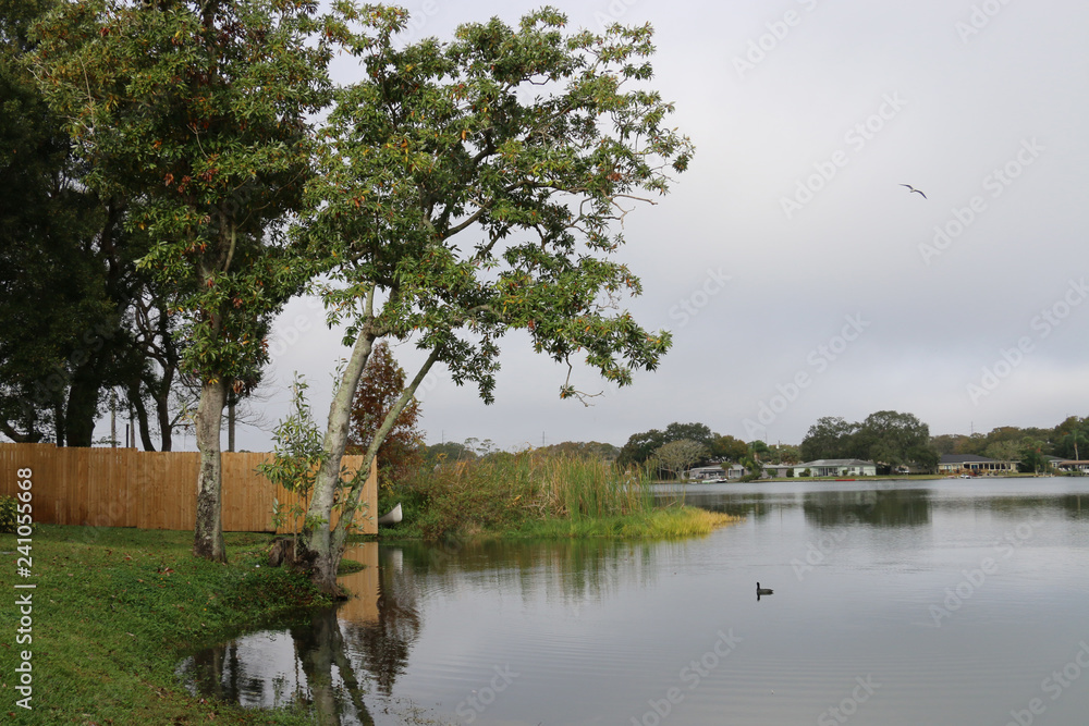 Fototapeta premium lake tree