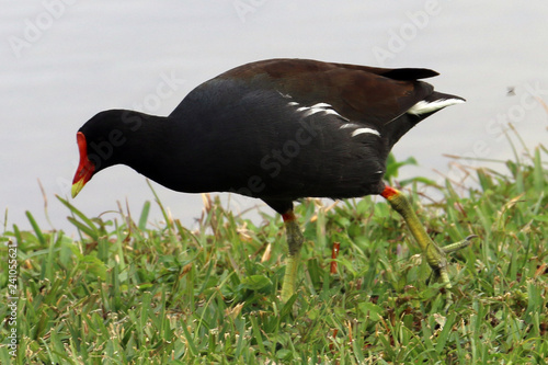 swamp bird 1