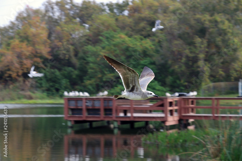 Flying bird
