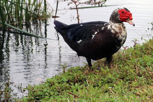 male duck 1