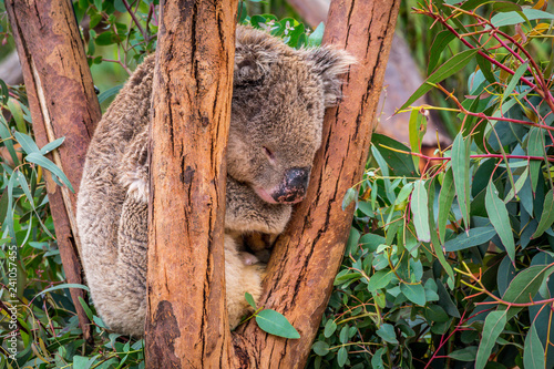 Photography koala sleeping on eucalyptus tree.