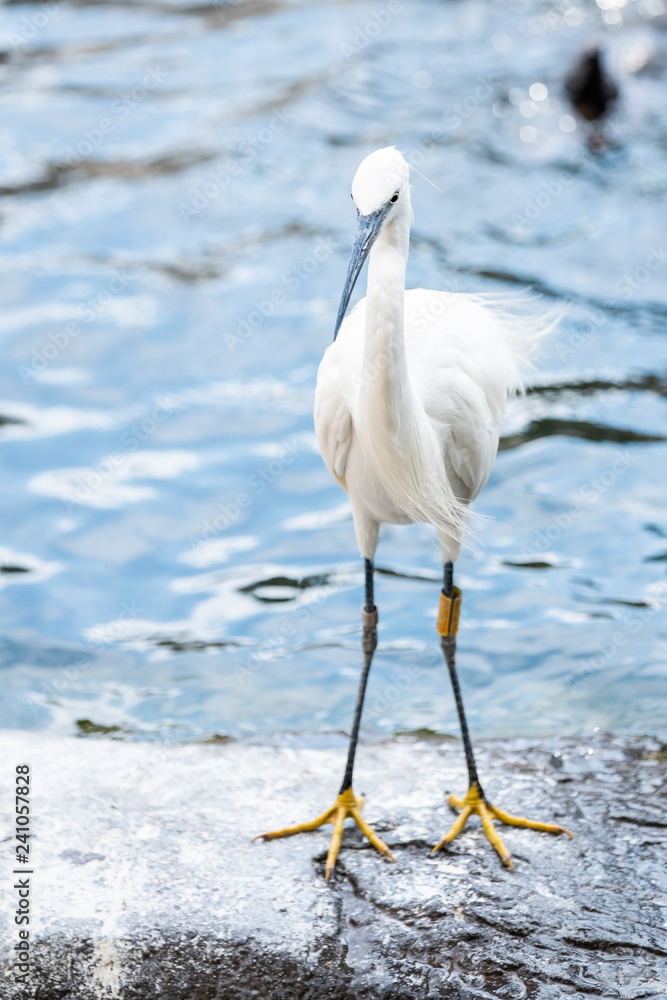 Obraz premium Oiseau Aigrette Garzette