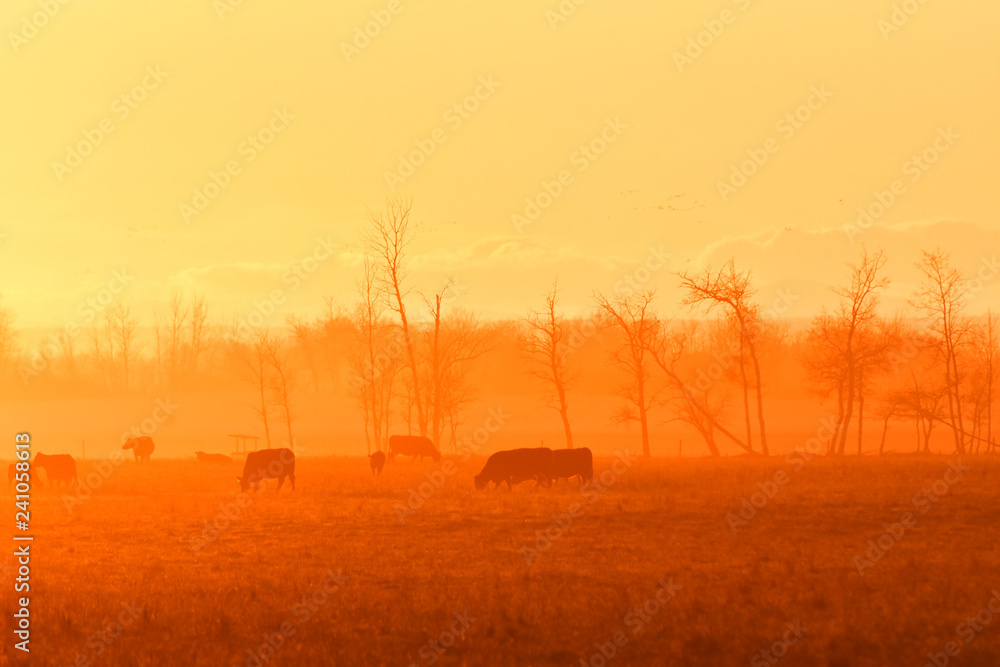 Cattle Silhouette