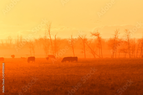 Cattle Silhouette