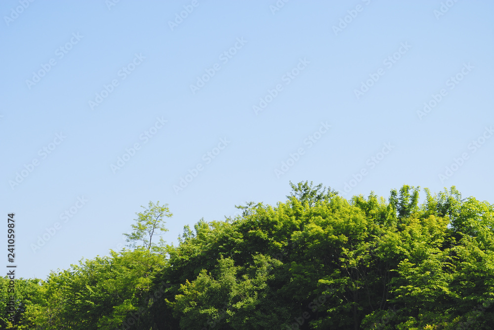 木 空 素材 木 空 素材