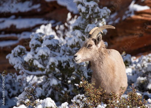A desert big horned sheep ewe stands among snow covered bushes in Zion national park.