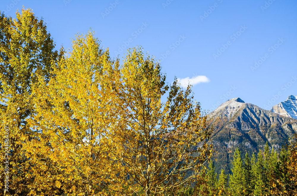 Fototapeta premium 秋のカナディアンロッキー 朝のバンフ国立公園の黄葉（バンフ国立公園 カナダ・アルバータ州）
