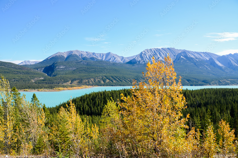 秋のカナディアンロッキー　黄葉のアブラハム湖（カナダ・アルバータ州）